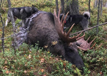 Top 5 Must-Have Elk Hunting Gear for A Successful Hunt