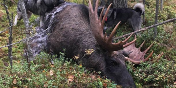Top 5 Must-Have Elk Hunting Gear for A Successful Hunt
