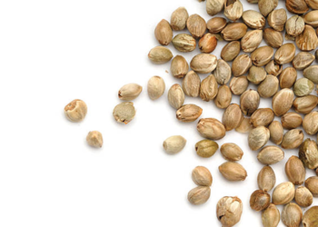 5 Best Seeds for Mental and Physical Benefits
