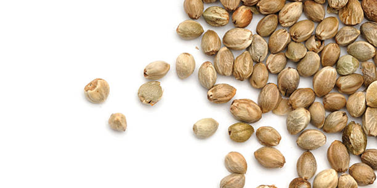 5 Best Seeds for Mental and Physical Benefits