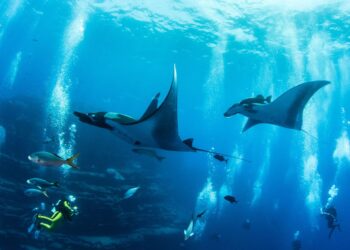 Creating Memories: Unforgettable Whale Sightings And Stories