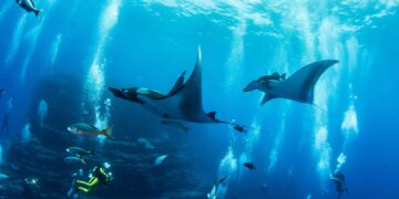 Creating Memories: Unforgettable Whale Sightings And Stories