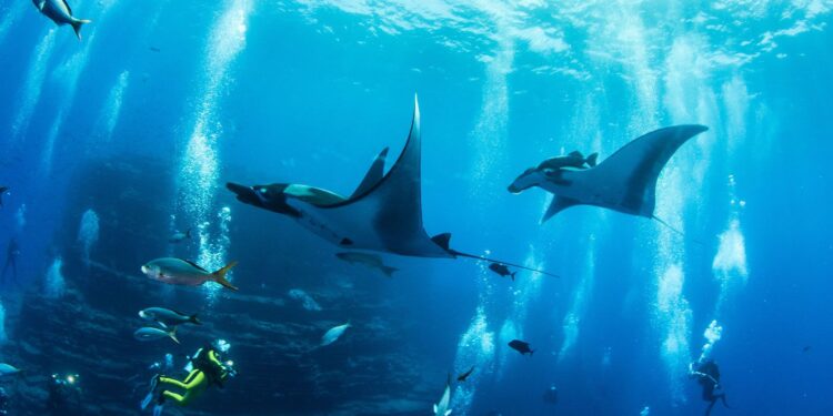 Creating Memories: Unforgettable Whale Sightings And Stories