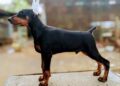 Bring Home Love by Buying Doberman Puppies for Sale