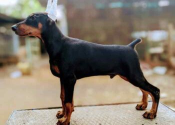 Bring Home Love by Buying Doberman Puppies for Sale