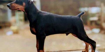 Bring Home Love by Buying Doberman Puppies for Sale