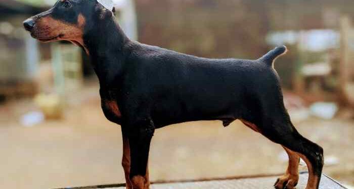 Bring Home Love by Buying Doberman Puppies for Sale